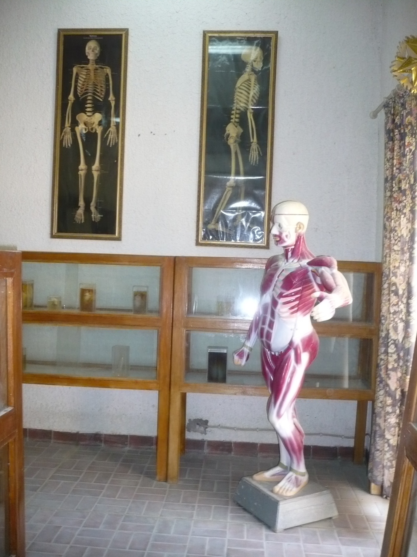 مختبر التشريح