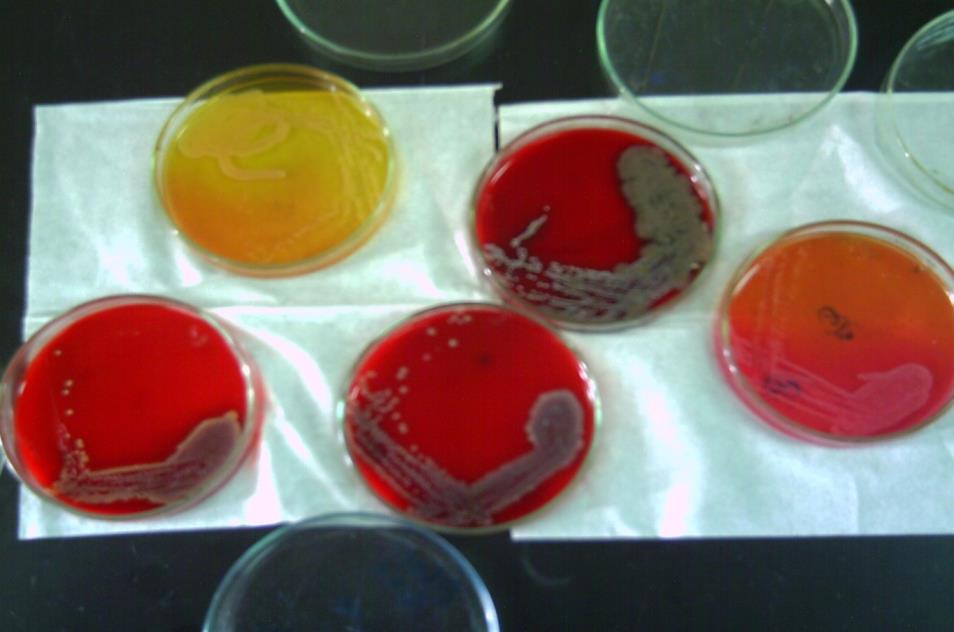 مختبر الاحياء المجهرية